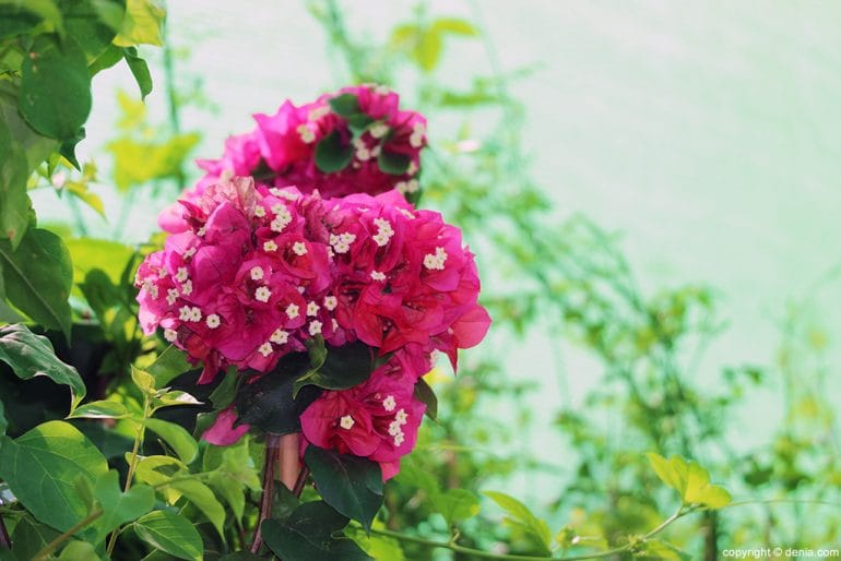 Flor Be Green Garden