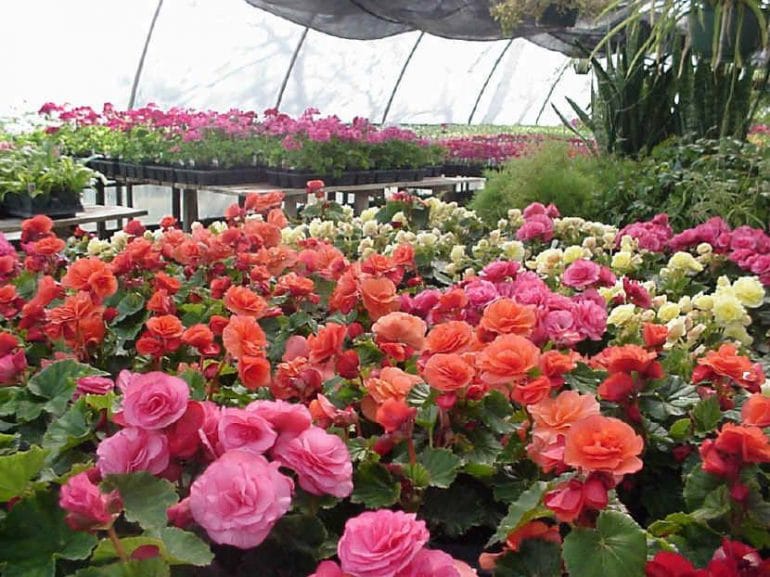 Flores Be Green Garden