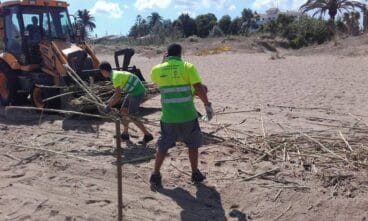 Retirando cañas de la playa de Dénia