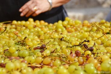 Uva escaldada sobre el cañizo