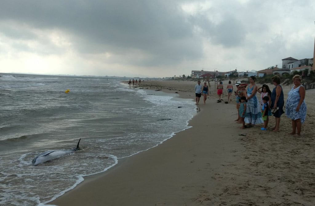 vecinos en la zona en la que aparecido el delfin muerto