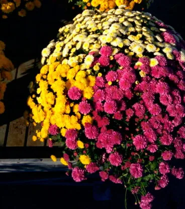 flores para todos los santos be green garden
