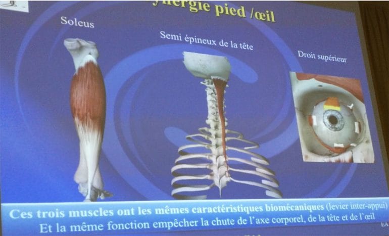 Músculos Clínica Podológica Estévez