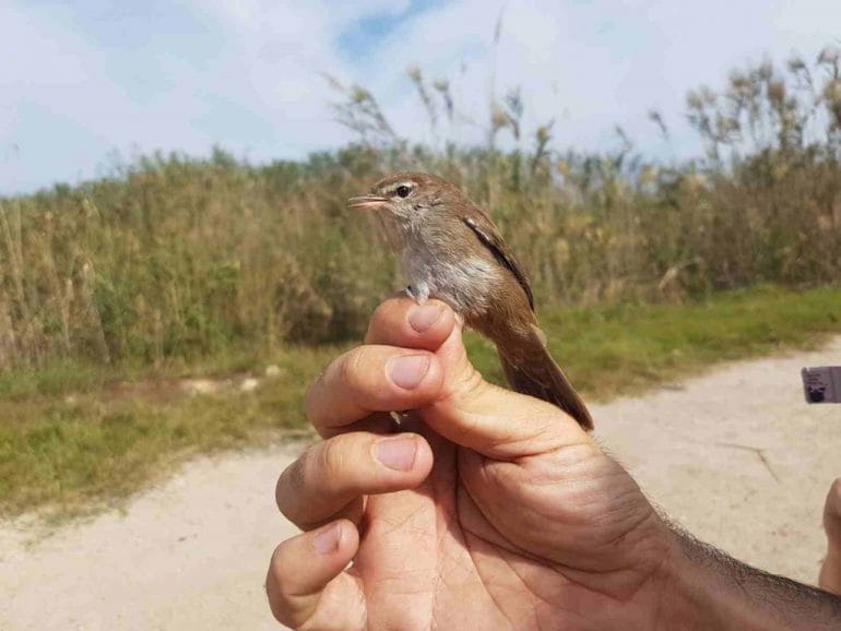 Observación de aves en Dénia
