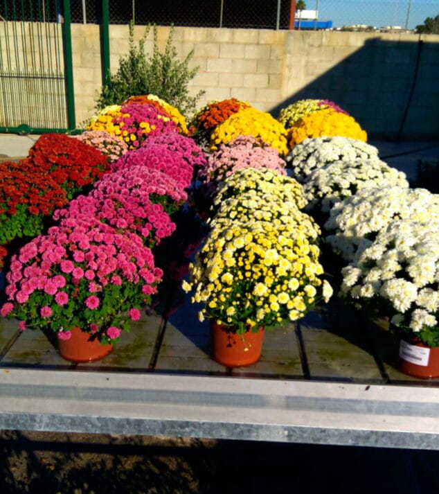 plantas be green garden