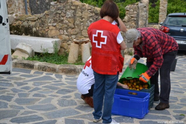 3.500 kilos de mandarinas para las asambleas locales de Cruz Roja en Dénia y Xàbia 7 recogida solidaria de naranjas