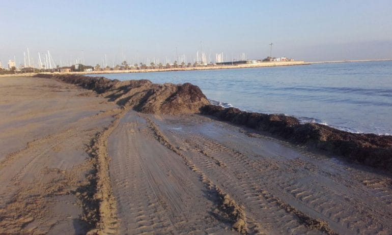 Barrera de posidonia en Dénia