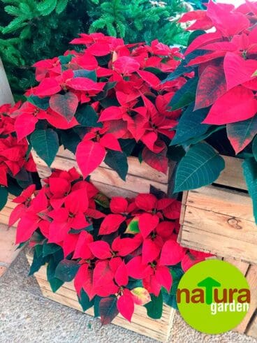 Flor de pascua Natura Garden