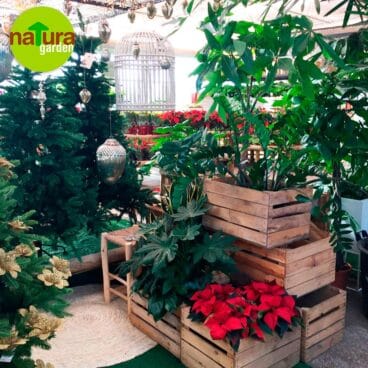 Flores de Navidad Natura Garden