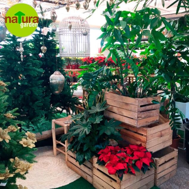 flores de navidad natura garden