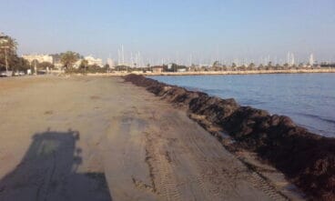 Posidonia en la Marineta