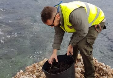 erizos pescados furtivamente en denia