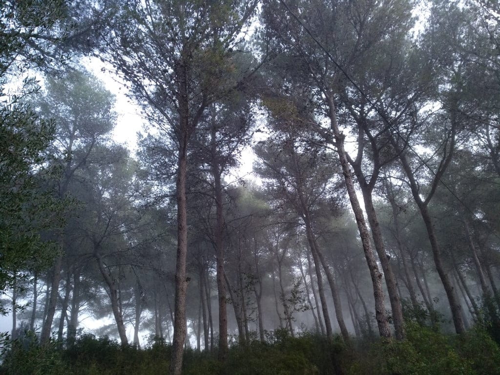 pinar de los franceses