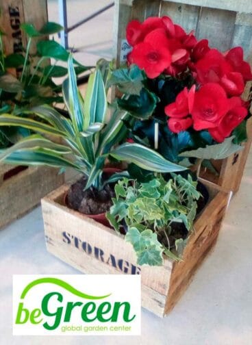 San Valentín en Be Green Garden