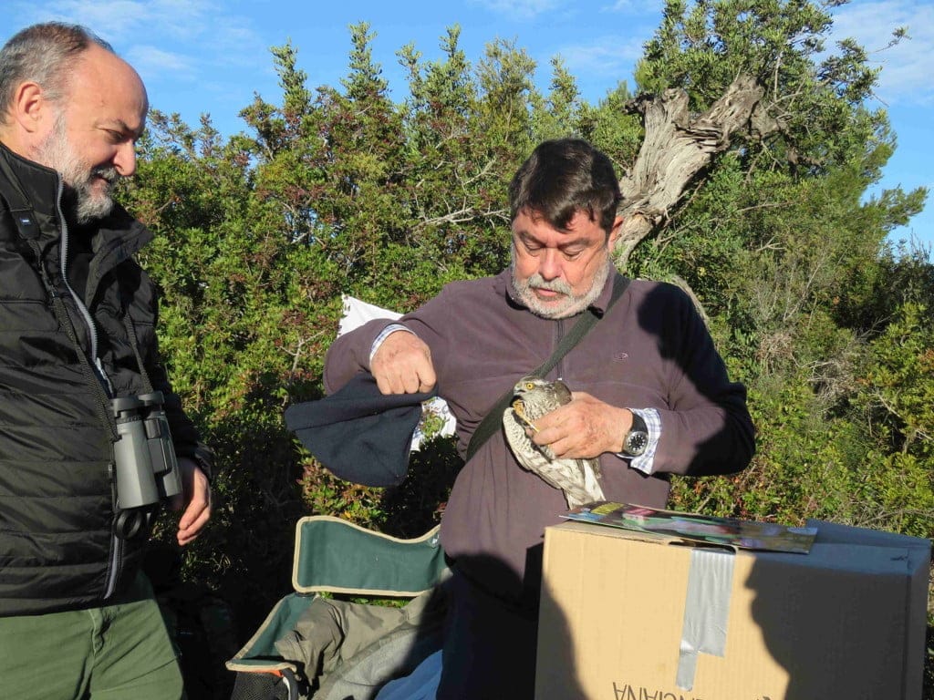 Las actividades medioambientales confirman su buena acogida en Dénia con la celebración del Día de los Humedales 2 anillamiento de pajaros en calp