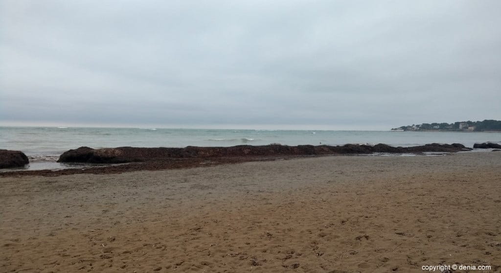 barreras de posidonia en las playas de denia