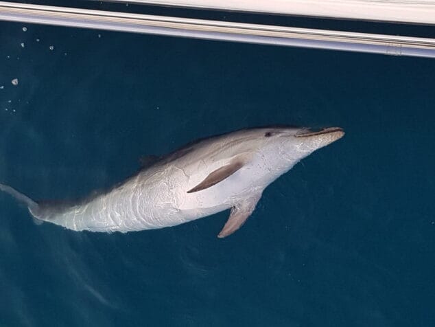 cadaver de un delfin en la playa de els molins