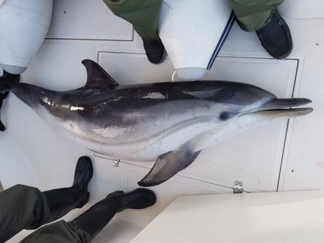 Aparece un delfín listado muerto frente a la playa de Els Molins de Dénia 6 delfin listado muerto en denia