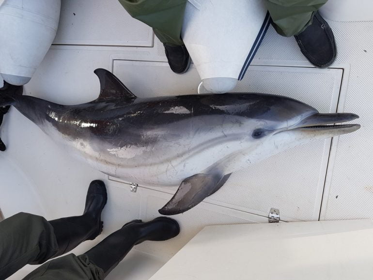 Delfín listado muerto en Dénia