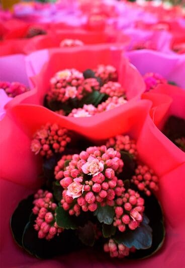 Diversas flores Natura Garden