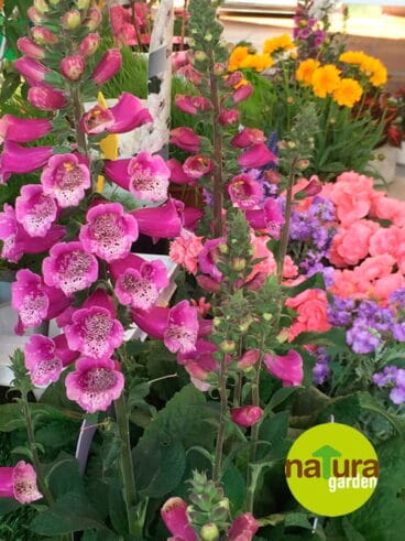 Flores San Valentín 2018 Natura Garden