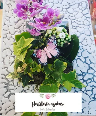 Orquídea de San Valentín en Floristería Azahar