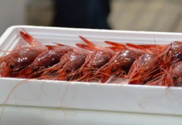 gamba roja de denia