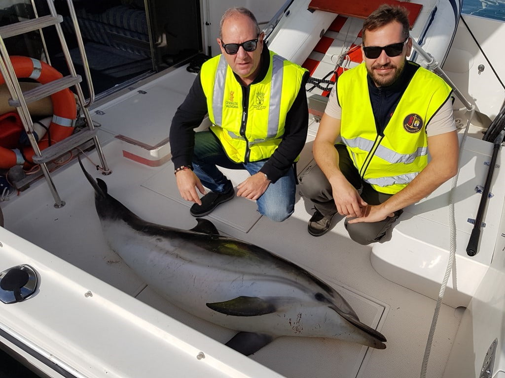 Guardacostas con el delfín muerto en Dénia