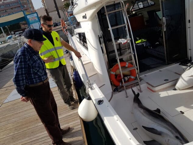 Aparece un delfín listado muerto frente a la playa de Els Molins de Dénia 4 hallan un delfin muerto en la playa de denia