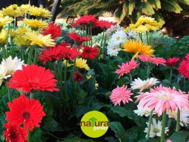 Margaritas Natura Garden