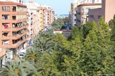 palmeras del paseo del saladar de denia