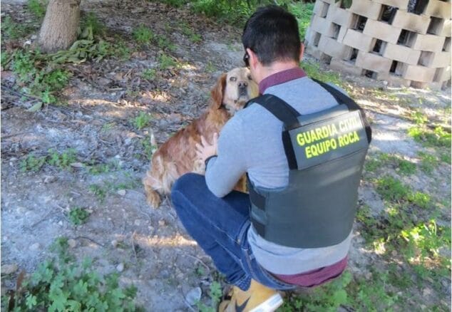 perro herido por un ladron