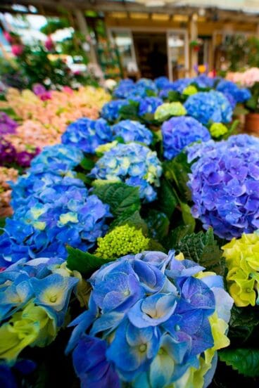 Variedad de flores Natura Garden