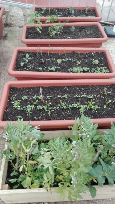 Huertos en los colegios de Dénia