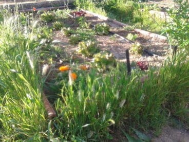Huertos escolares en Dénia