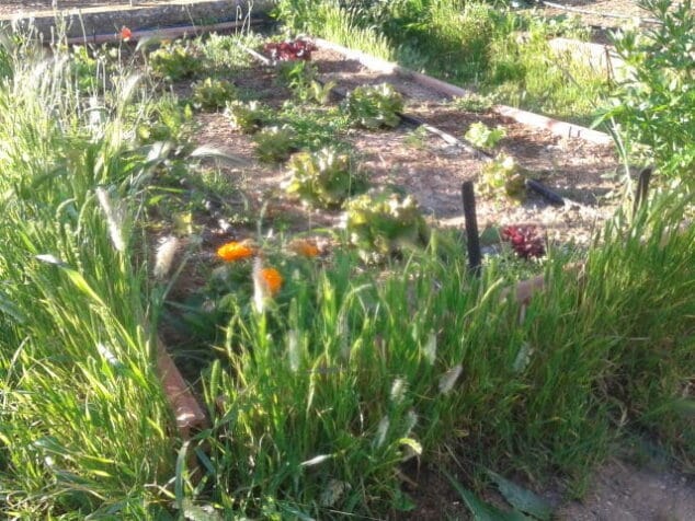 huertos escolares en denia