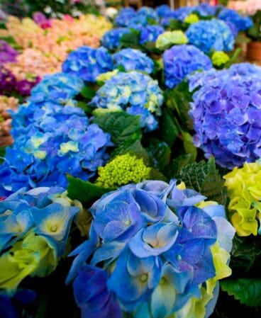 Amplia-variedad-flortes-Natura-Garden