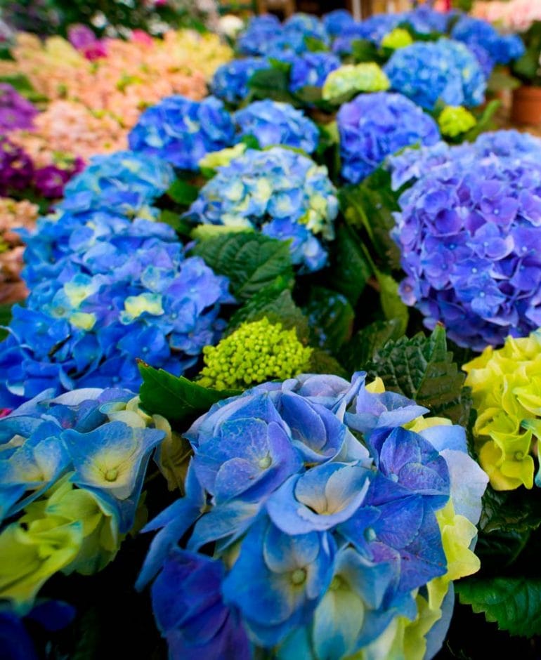 Amplia-variedad-flortes-Natura-Garden