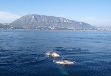 delfines en la costa de denia