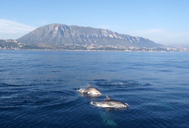 Delfines en la costa de Dénia