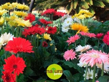 Flores para el día de la madre Natura Garden