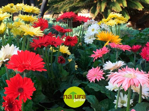 flores para el dia de la madre natura garden