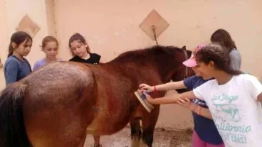peinando a caballos de apac