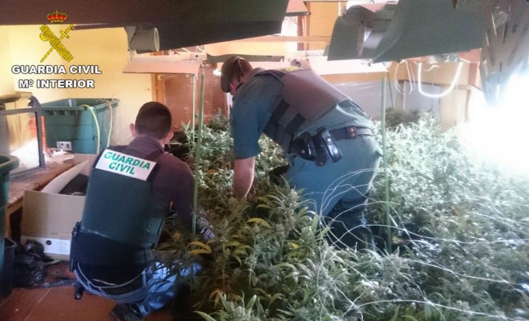 Plantación de marihuana en Pedreguer