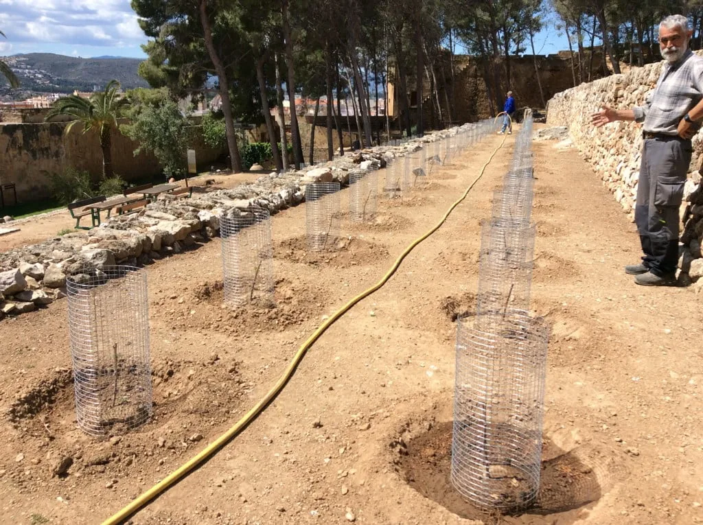 Plantación de viñas en el castillo de Dénia