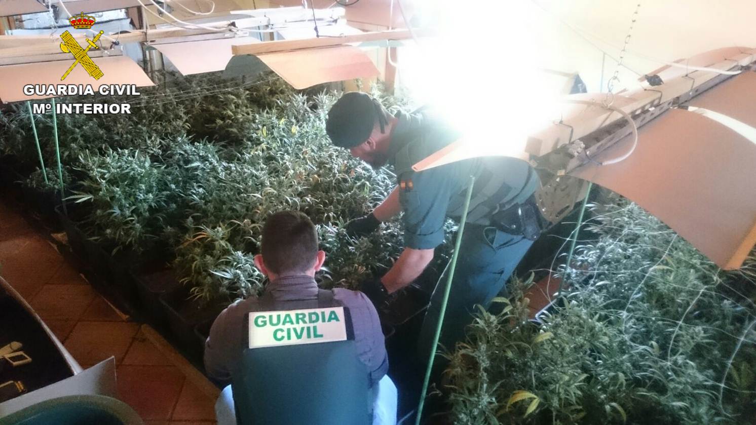 Plantación indoor de marihuana en Pedreguer