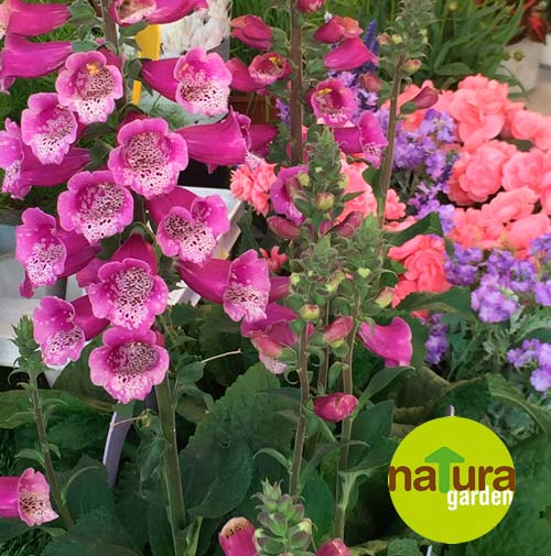 regalo ideal dia de la madre natura garden