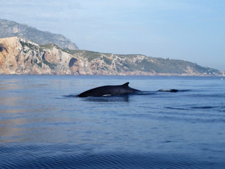 Rorcual común a su paso por  Dénia