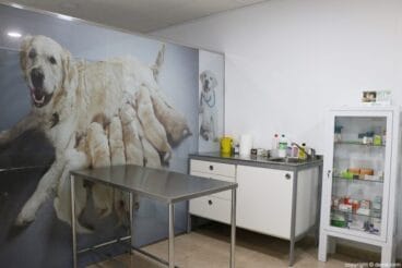 clinica veterinaria denia sala 590x394