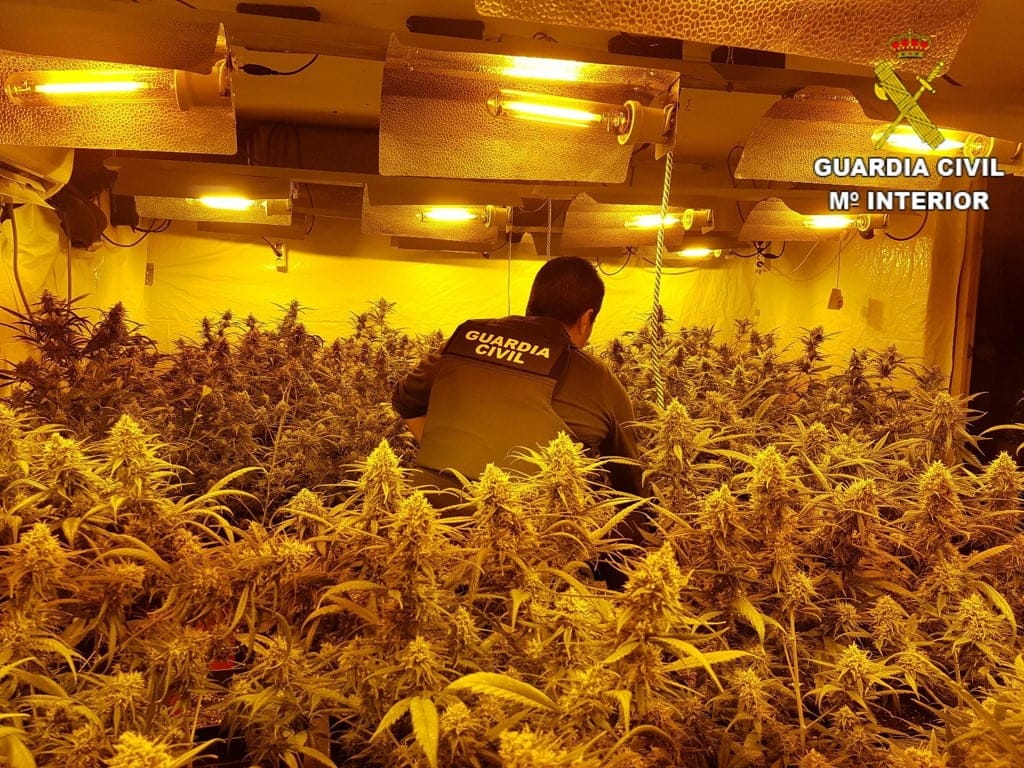 cultivo ilegal de marihuana en pedreguer